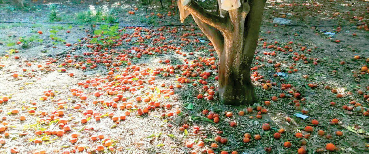 سوريا.. قرار بمنع استيراد منكه...