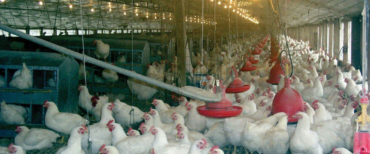 رئيس لجنة مربي الدواجن: موجة ا...