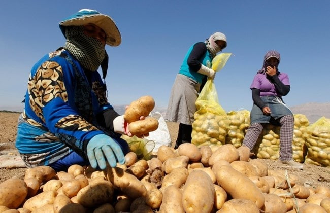 السماح باستيراد البطاطا من مصر...