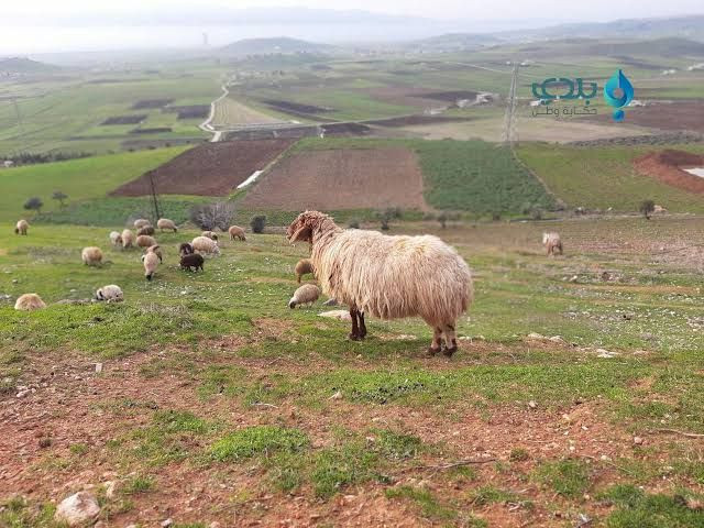 سوريا تفقد نحو 50% من ثروتها ا...