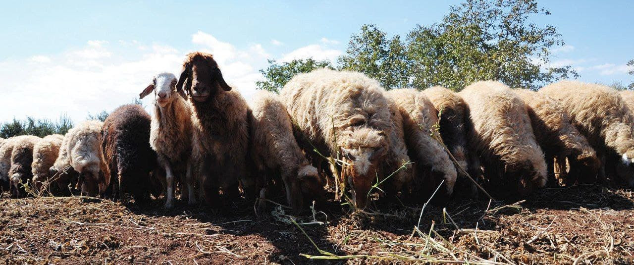 السويداء: البيطريون يدقون ناقو...