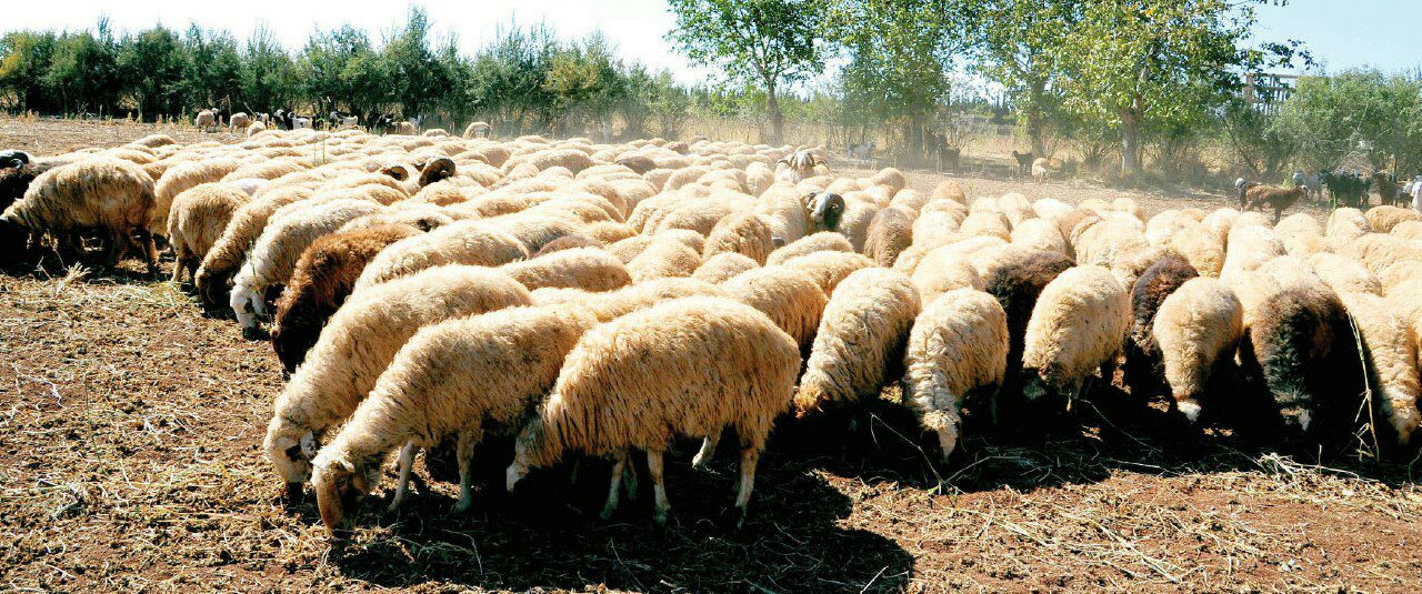 نفوق الأغنام في القنيطرة بسبب...