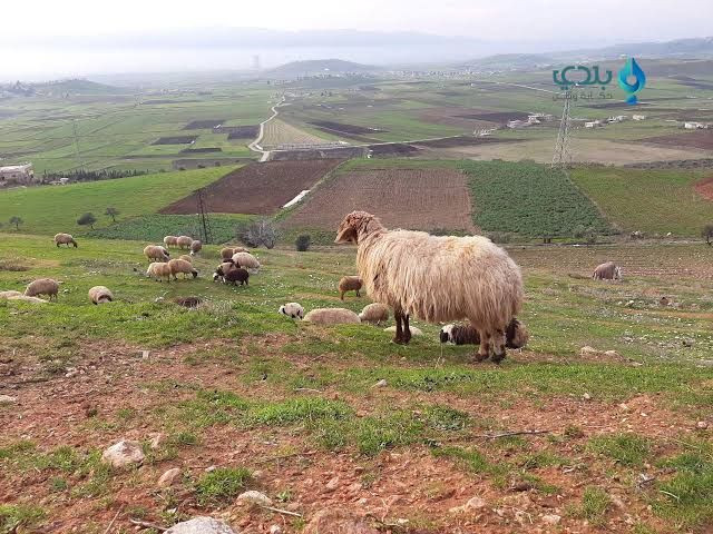 انخفاضٌ باستهلاك الخراف والعجو...