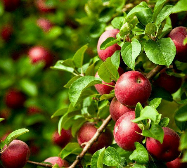 السويداء.. مسؤول يبرر كساد اﻹن...