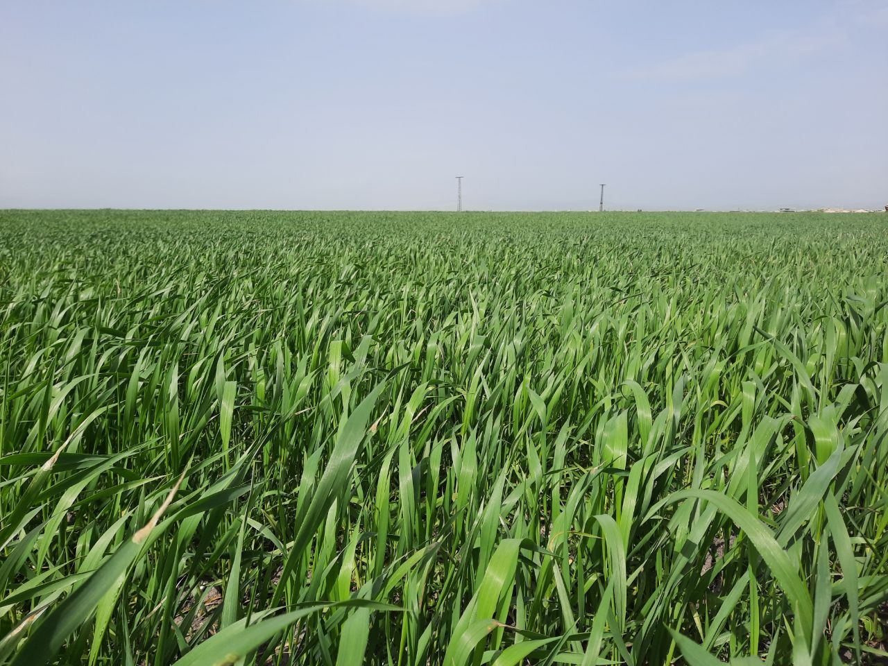 الجفاف يثقل كاهل المزارعين في...