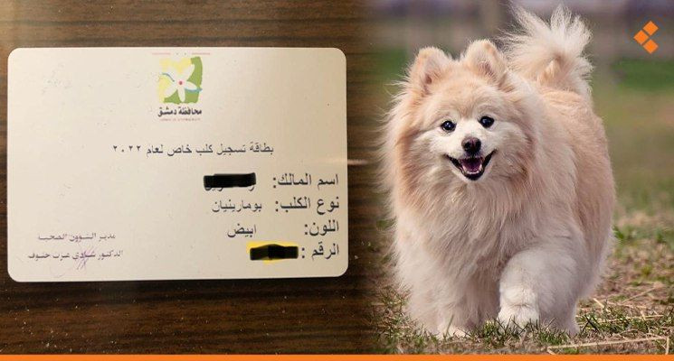 إقبال كثيف على تسجيل "الكلاب"...