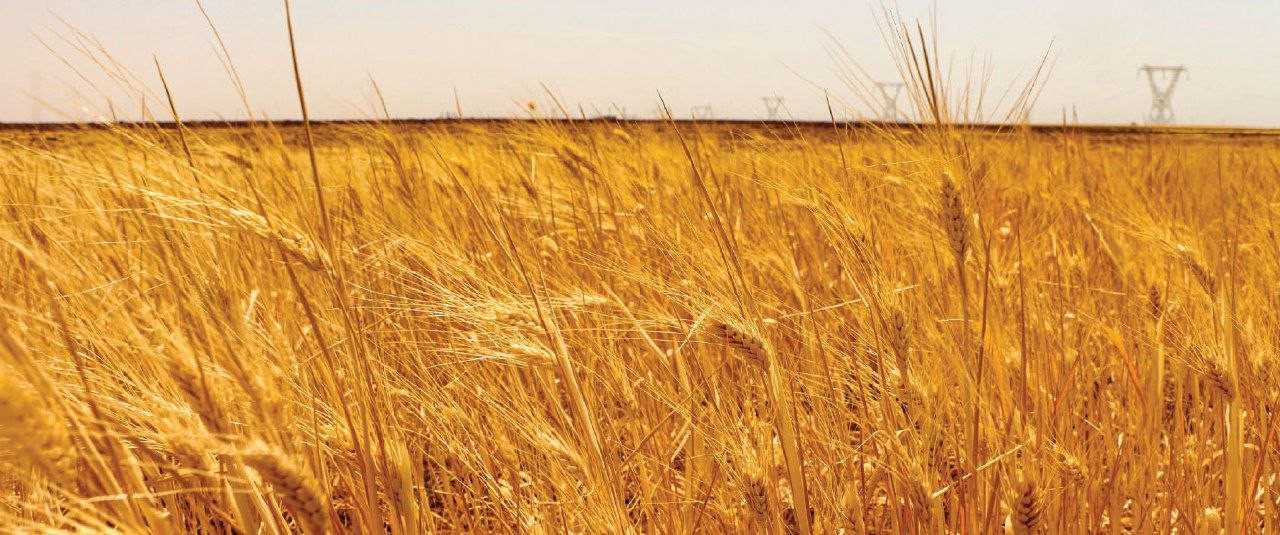 النظام يرفع فوائد القروض الزرا...