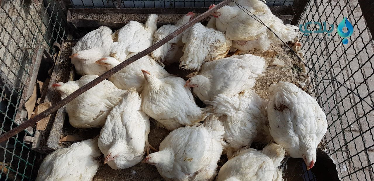 انخفاض بسعر الفروج في سوريا