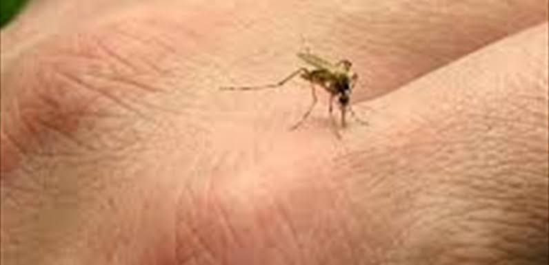 "البرغش" يغزو دمشق وسيارات الب...