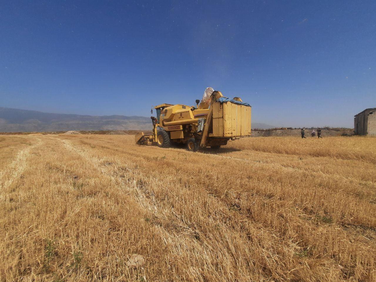 مزارعو حماة يبدأون الحصاد ويشت...