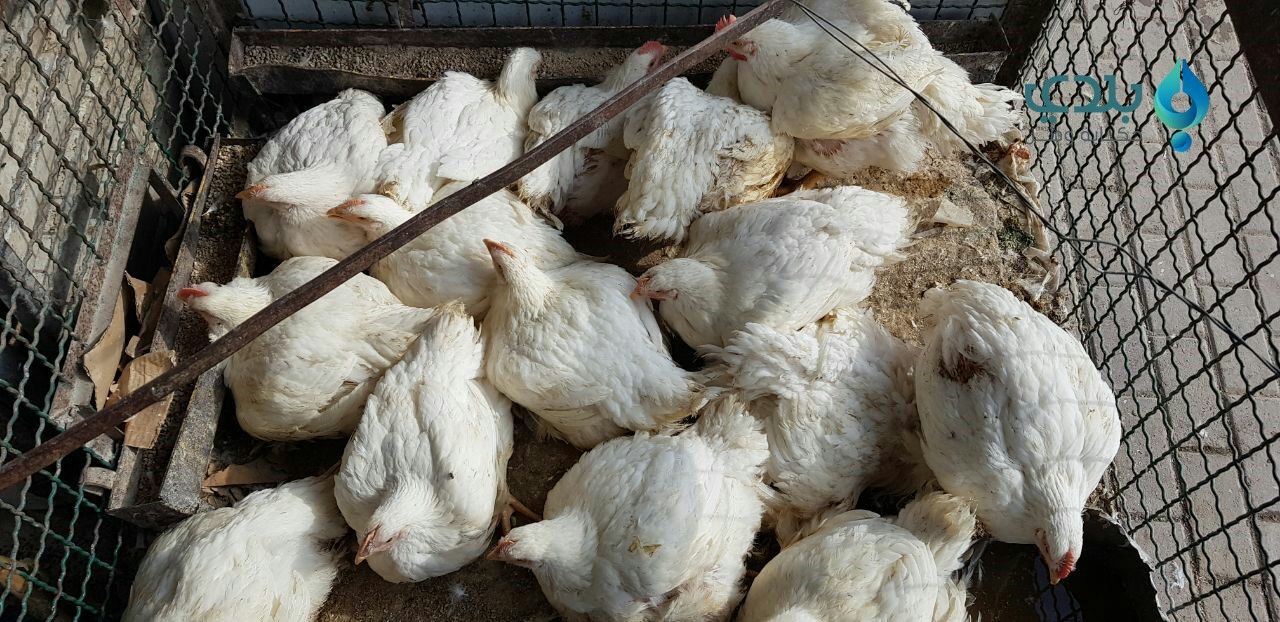 الفروج اللبناني يربك السوق الم...