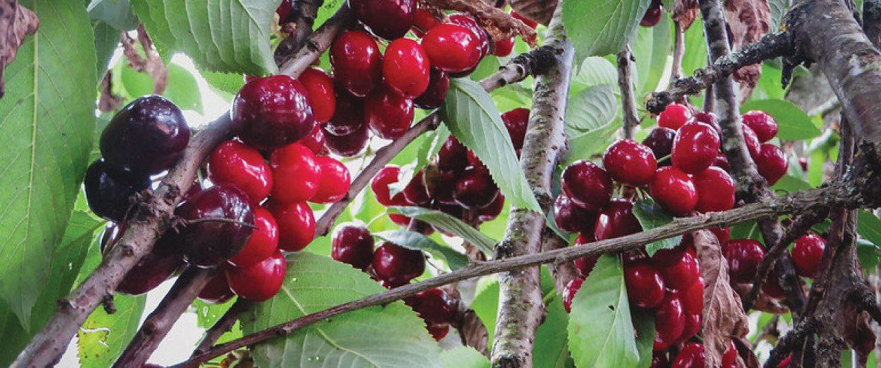 ارتفاع سعر الكرز يجعله من الكم...