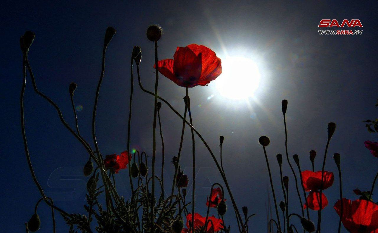 وكالة "سانا" تنشر صورة مستفزة