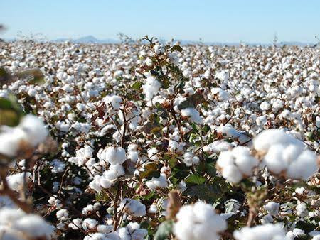 قطن سوريا لا يسد حاجة معاملها 