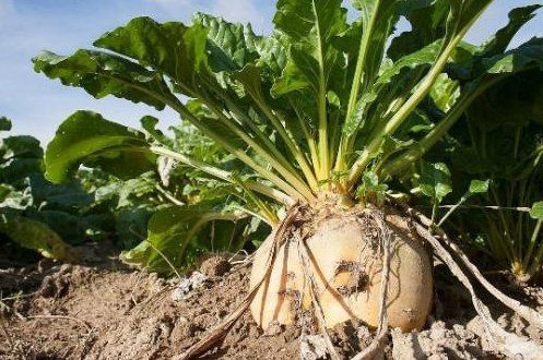 تحديد سعر شراء كيلو الشوندر ال...