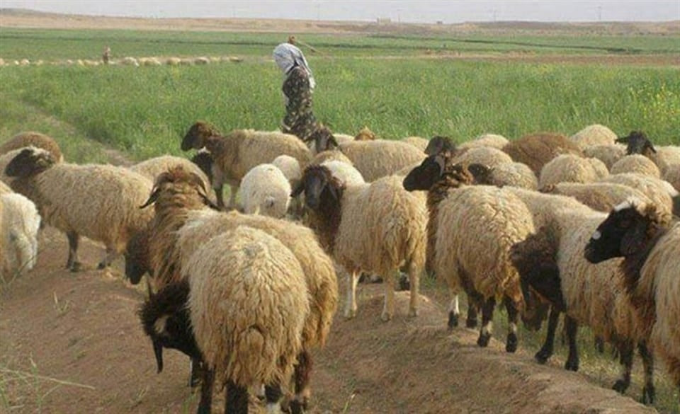 نفوق عشرات رؤوس الماشية بقصف ل...