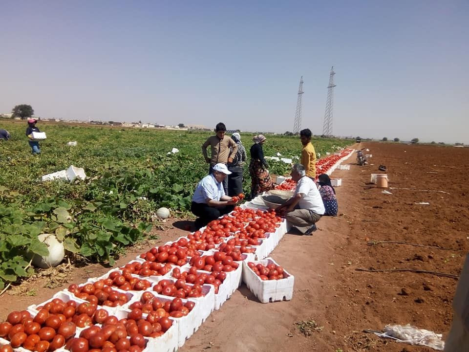 إجراءات جديدة تخص محصولي البند...