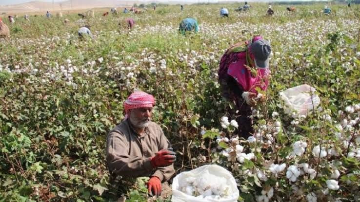 مزارعو الرقة يحجمون عن زراعة ا...