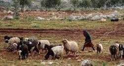 أثناء رعايته للأغنام... استشها...