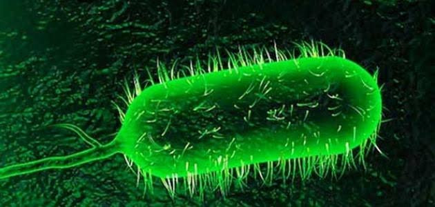 وفاة شخص بمرض الكوليرا شرق سور...