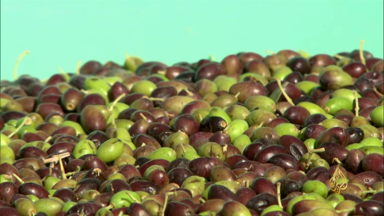 حماة.. توقعات بإنتاج 78 ألف طن...