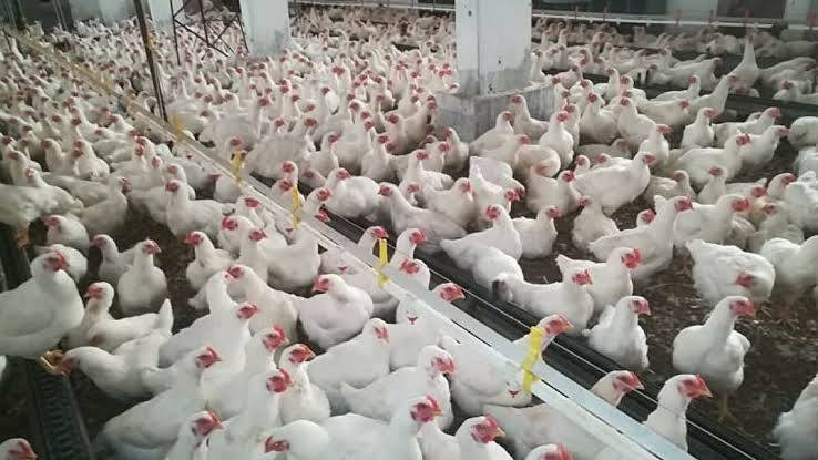 انخفاض عدد المداجن بنسبة 75‎%‎...