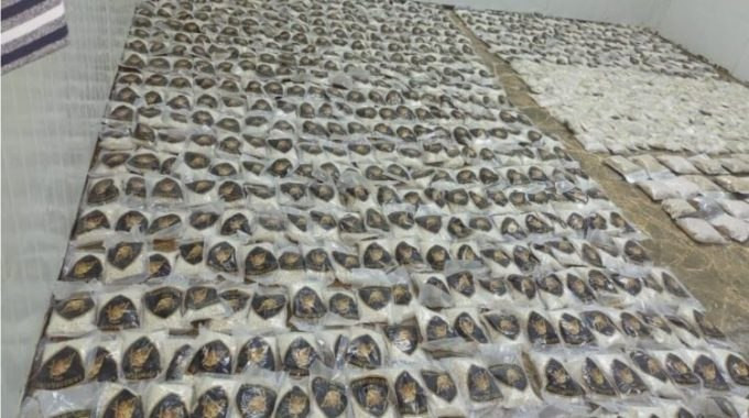 الجيش الأردني يحبط محاولة تهري...