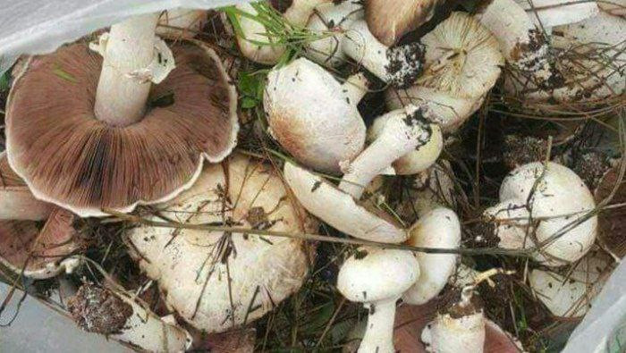 ارتفاع عدد ضحايا الفطر السام ف...