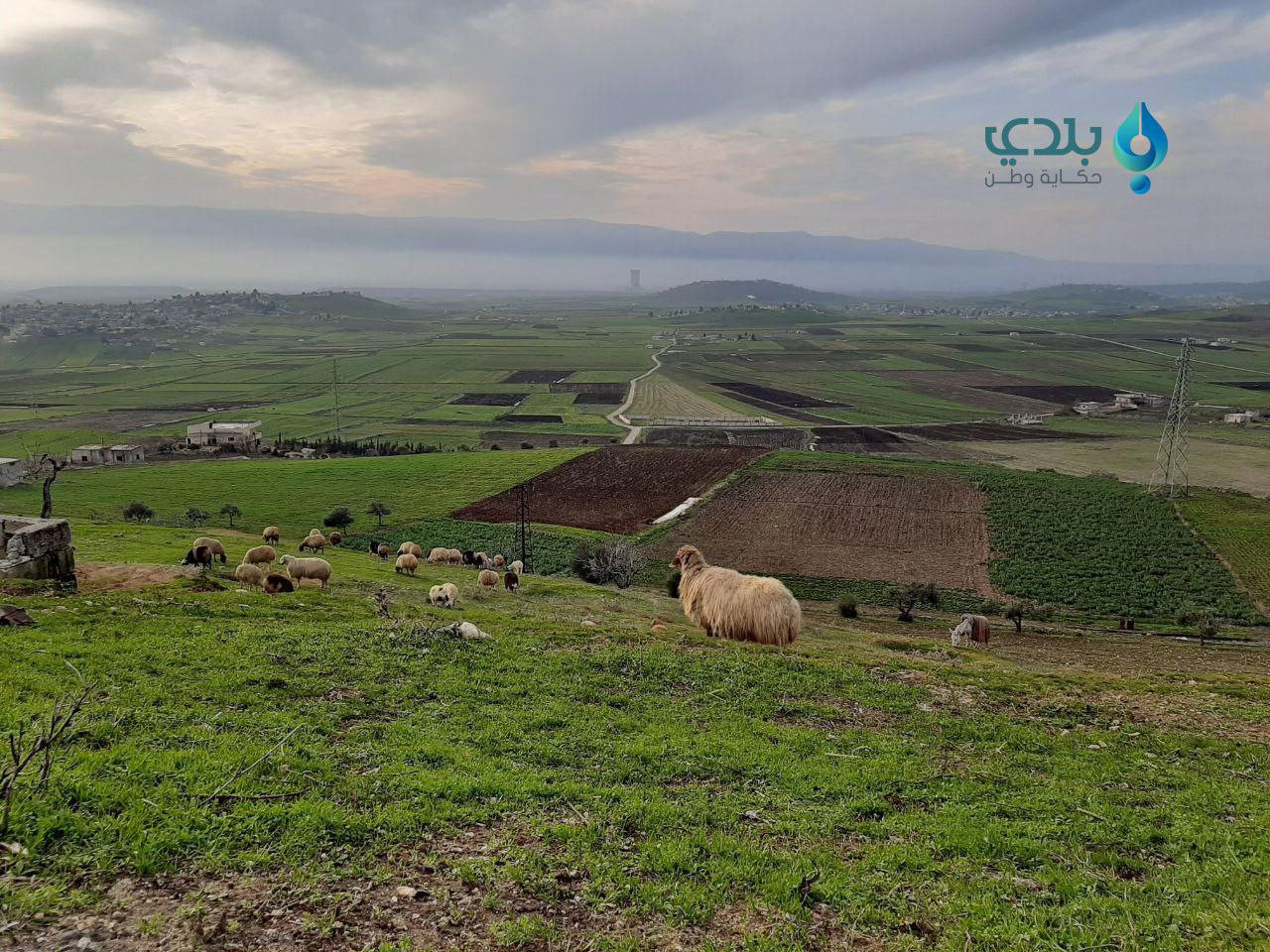 مخاطر جديد تواجه مربي اﻷغنام و...