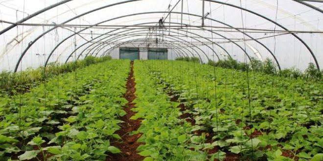 خيارات المزارعين في ريف اللاذق...