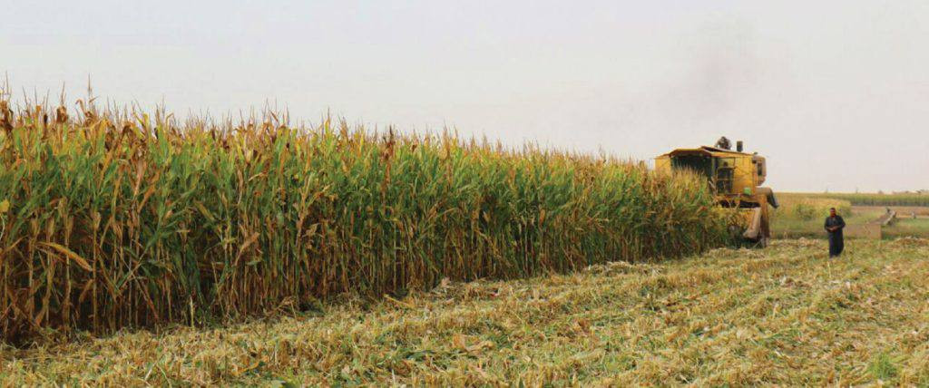 تراجع زراعة الذرة الصفراء وفول...