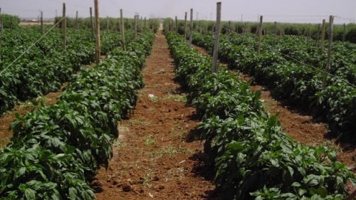 مصدر يكشف دوافع استخبارات النظ...