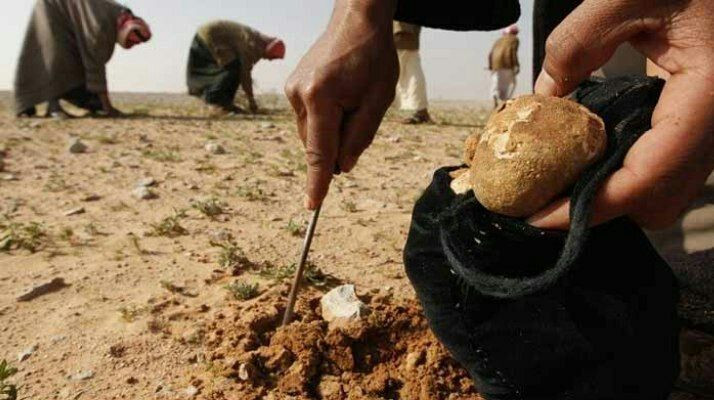 بدء موسم قطاف الكمأة في الحسكة...