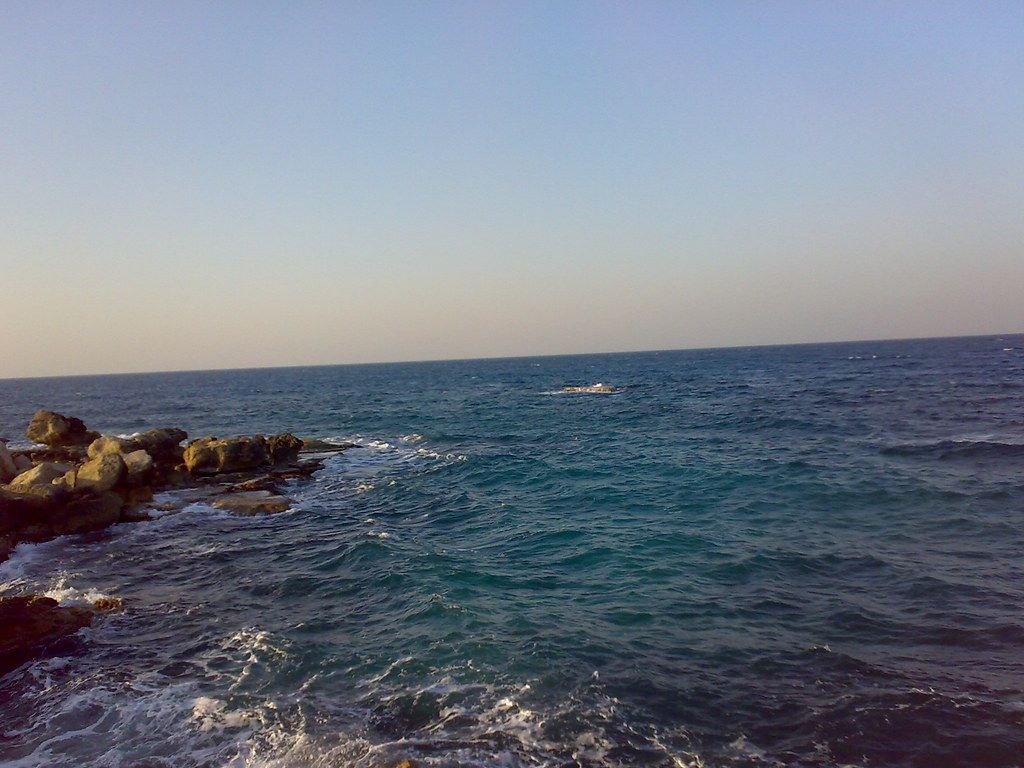 الحوت الزعنفي في اللاذقية.. ما...