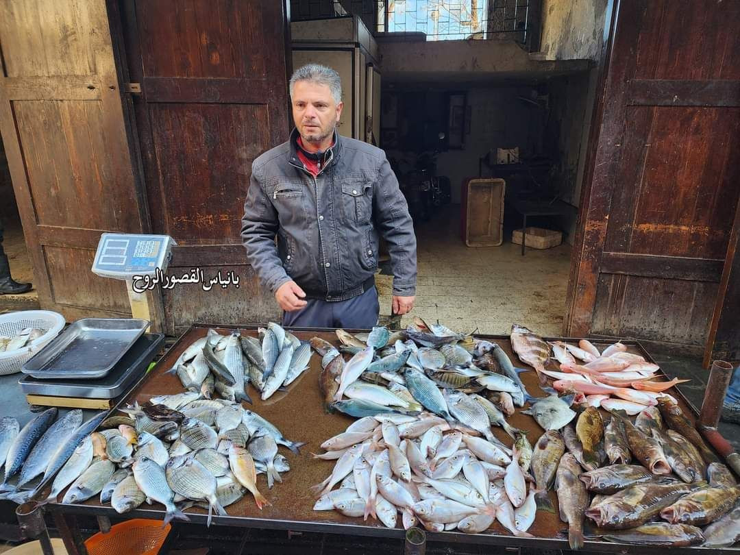 الاستعاضة بأسماك البلميدا كبدي...