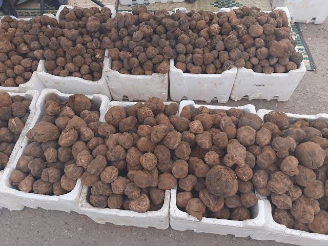 ضحايا الكمأة نزيف مستمر.. الأل...