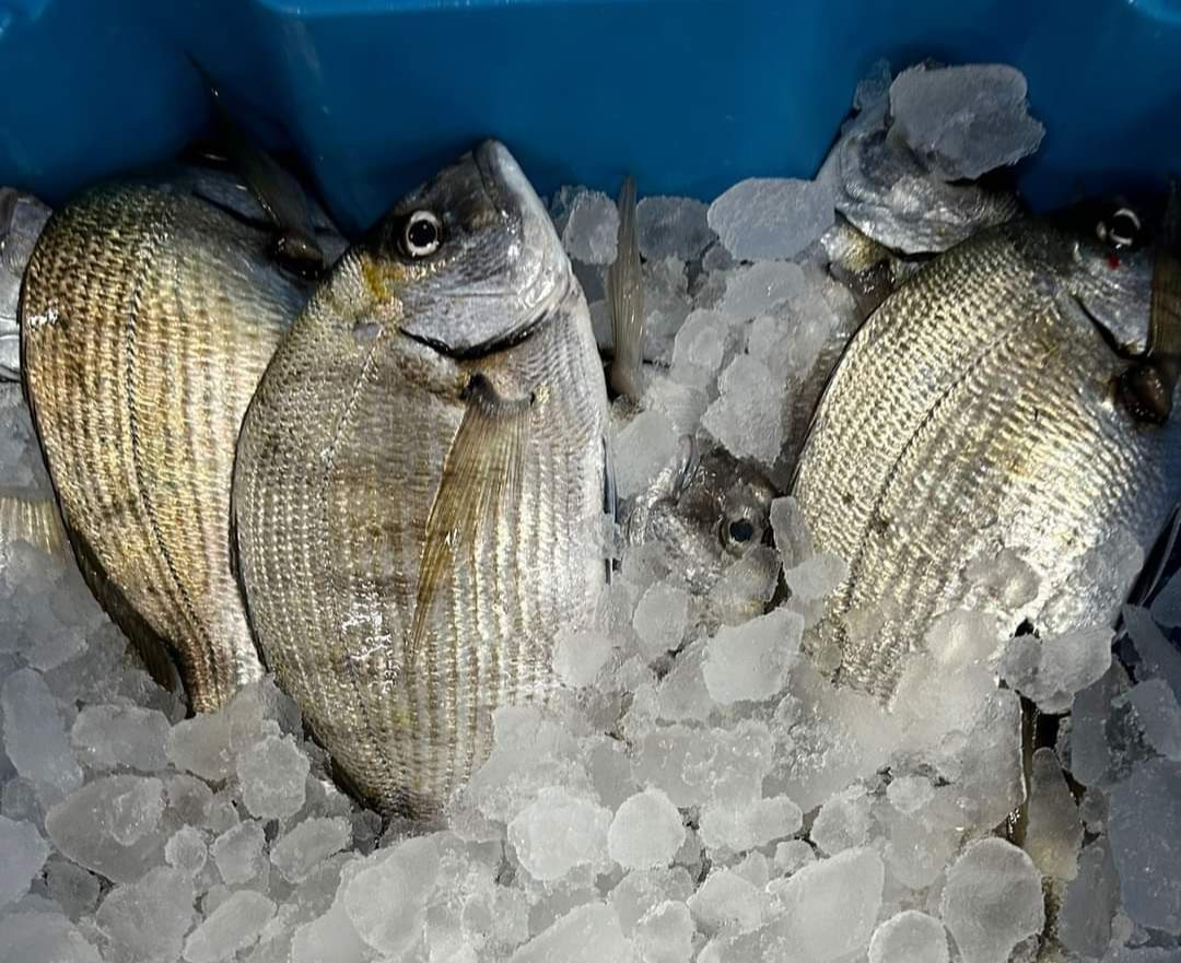 أسعار السمك ترتفع 3 أضعاف في ا...