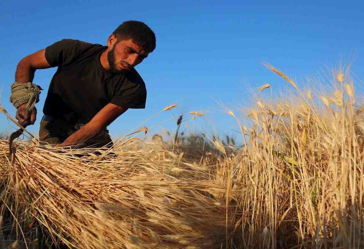 النظام يحدد سعر شراء محصولي ال...