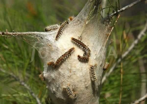 انتشار حشرة “الجادوب” في اللاذ...