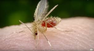 تقارير .. ارتفاع نسبة إصابات ا...