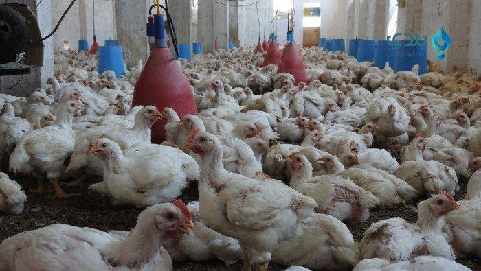 أسباب ارتفاع أسعار اللحوم شمال...