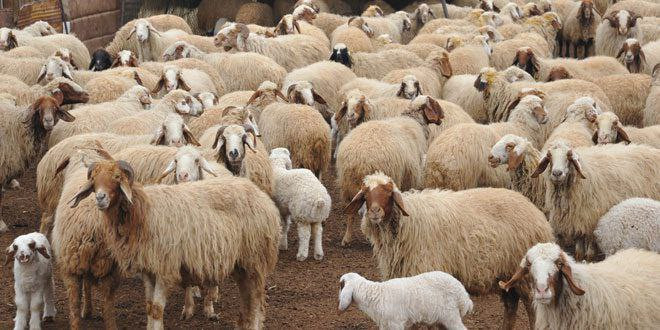 الثروة الحيوانية في سوريا إلى...