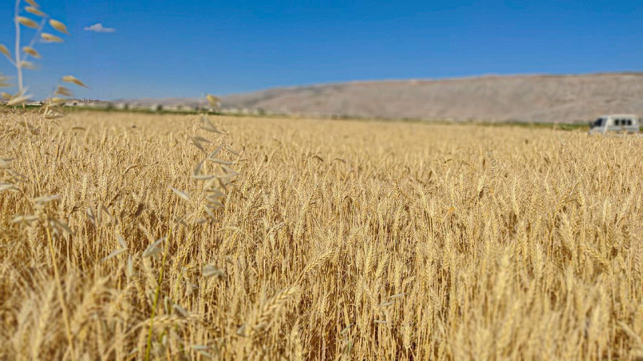 تحذيرات من تهريب "محصول القمح"...