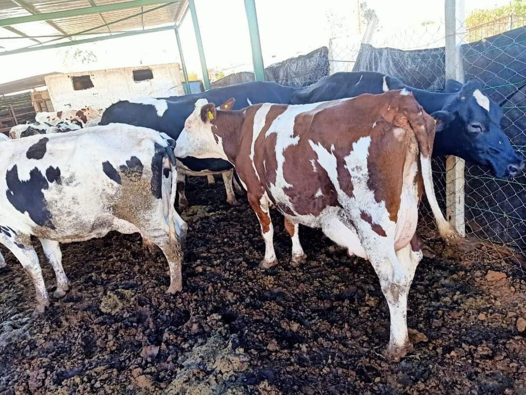 "وزارة الزراعة" تدرس إلزام مرب...