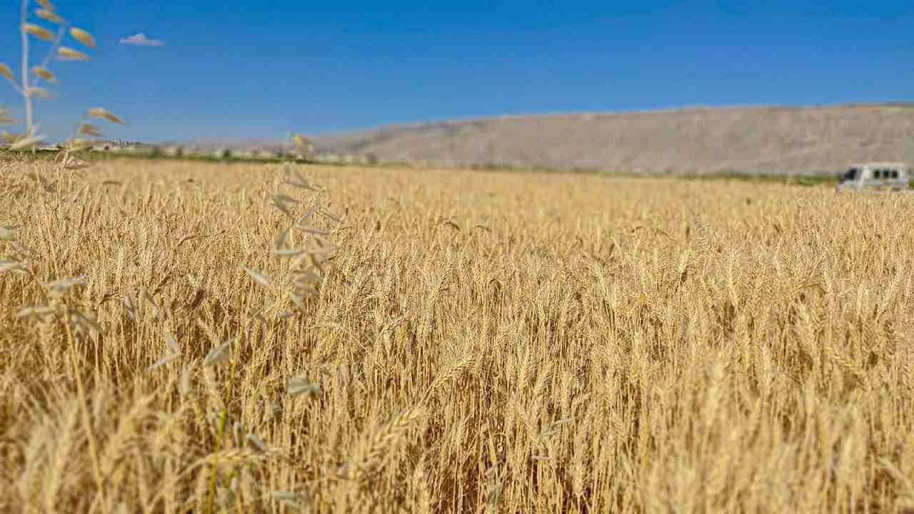 حكومة النظام تحدد تسعيرة جديدة...