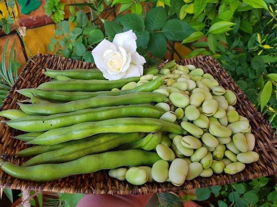 تراجع شراء مونة الفول في دمشق