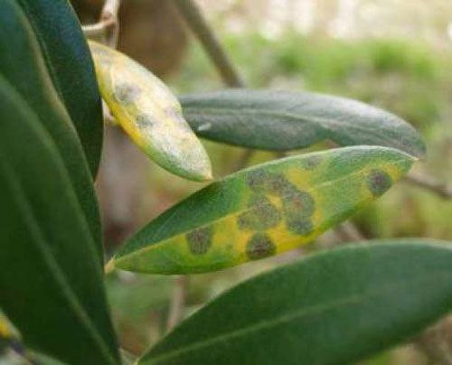 مرض "عين الطاووس" يصيب أشجار ا...