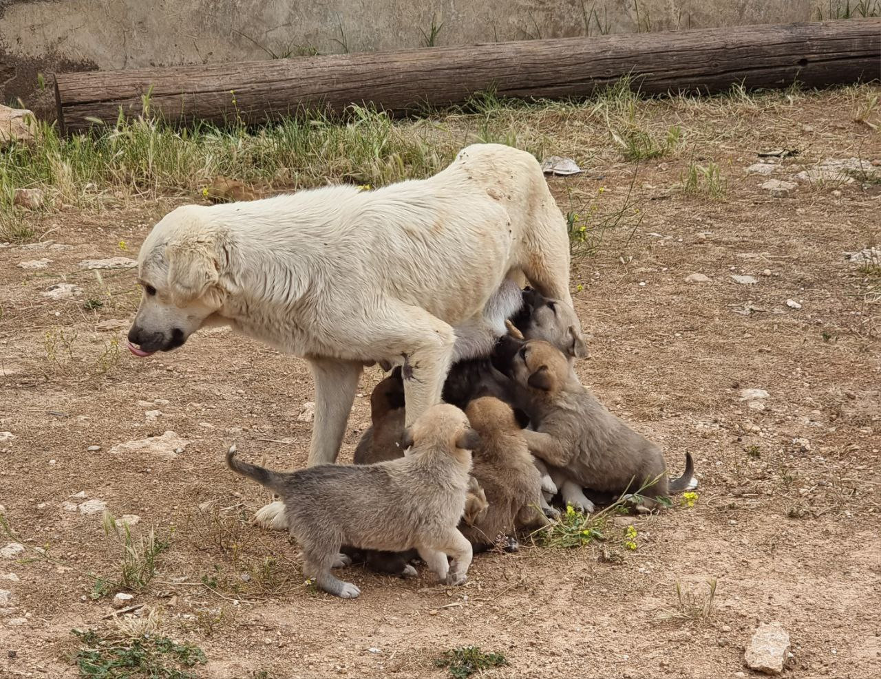 وفاة طفل بـ"عضة كلب" في مخيم ب...