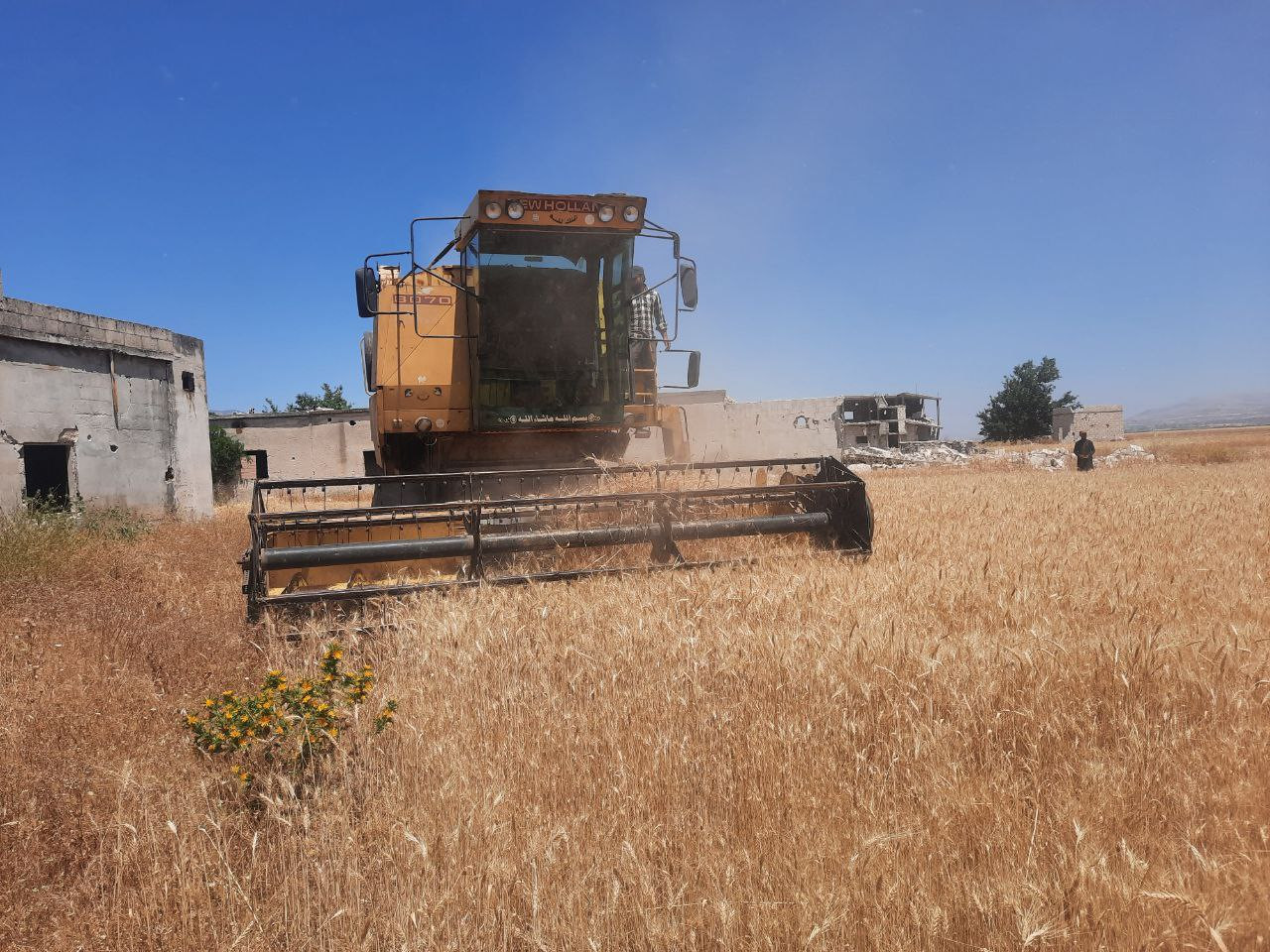 تكلفة زراعة القمح مقاربة لسعره...