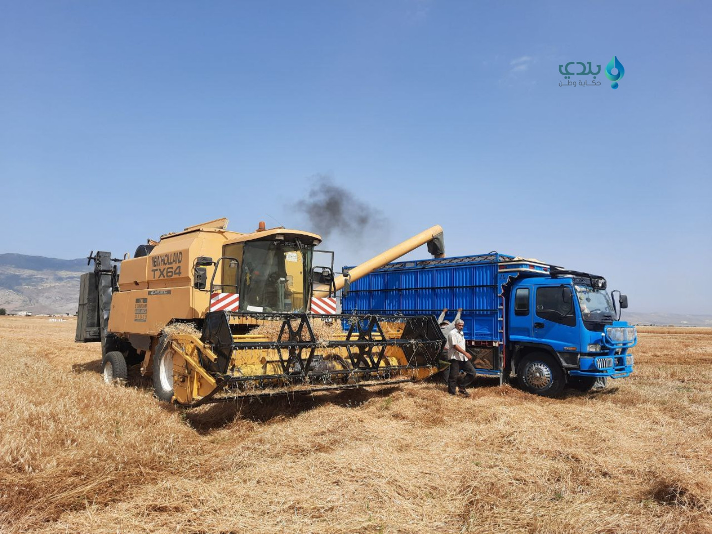 "المؤقتة" تحدد سعر شراء القمح...